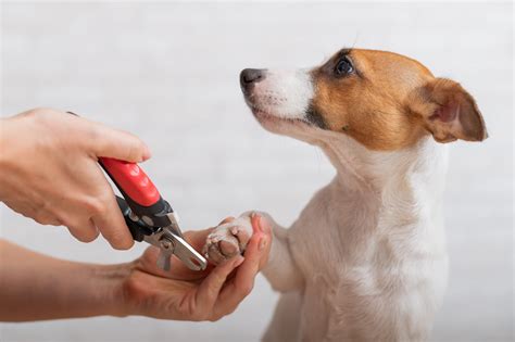 Vet Reveals Why It's Dangerous To Let Your Dog's Claws Grow Too Long