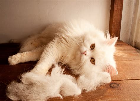 Urgent Why The Truth Of Do Persian Kittens Shed Is Finally Out Offical - Grand County Asset Hub