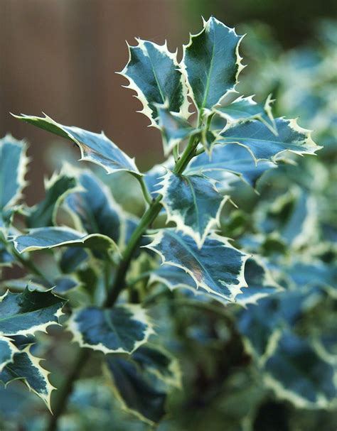 22 Colorful Shrubs That Flaunt Gorgeous Foliage for Months