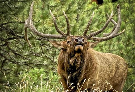 Bugling Bull Elk II Photograph by Ron White