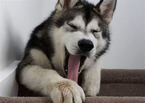 Malamute Full Grown