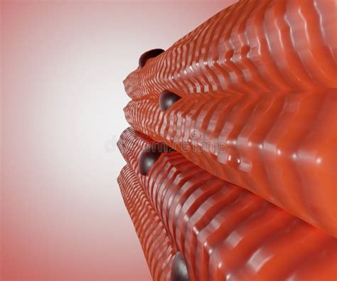bundles  muscle fibers  rendering stock illustration illustration