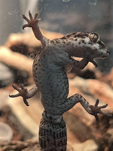 Sex my viper gecko? : r/geckos