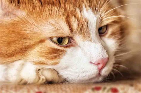COLITIS TREATMENT IN CATS