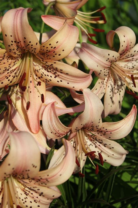 Lilium Pink Giant - Beautiful Garden Ideas