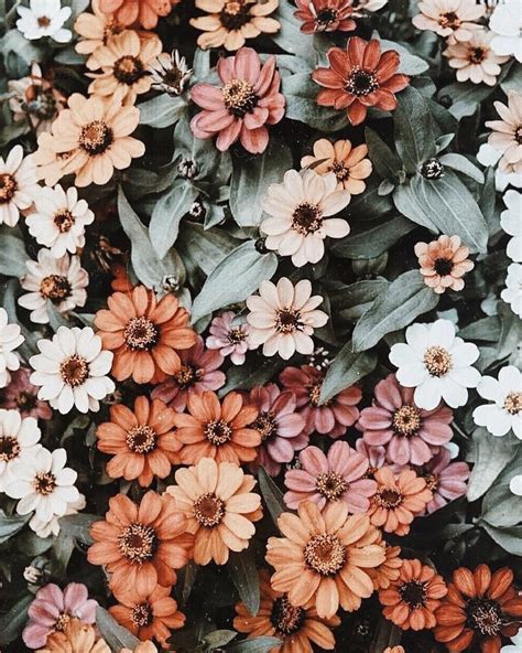 wallpaper aesthetic flower Flowers wallpapers aesthetic rose roses red ...
