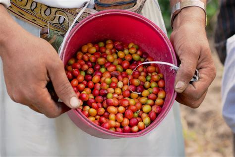 history  arabic coffee medina coffee uae medina coffee company