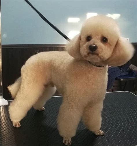 Toy Poodle Summer Cut at Albert Glover blog