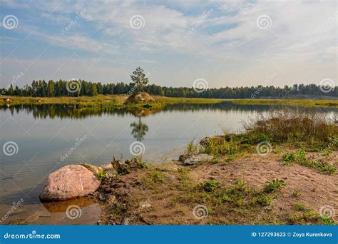 pine   small island   middle   pond stock image image