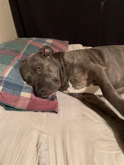 Does my two male and female pit bulls look like killers to you no they
