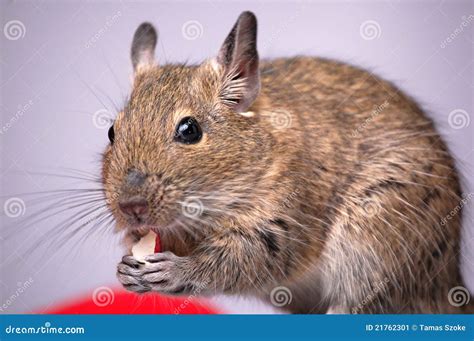 The Common Degu Octodon Degus, The Degu Or Gewohnliche Degu Stock Photo ...