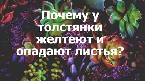 Почему у толстянки желтеют и опадают листья? - YouTube