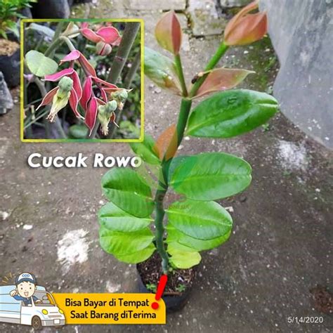 jual bibit bunga cucak rowo agro bibit id
