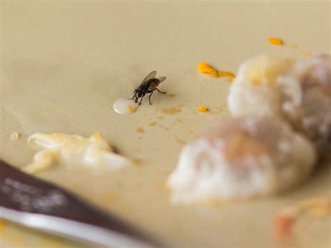 Scientists say fly vomit could pose higher danger to people than insect bites