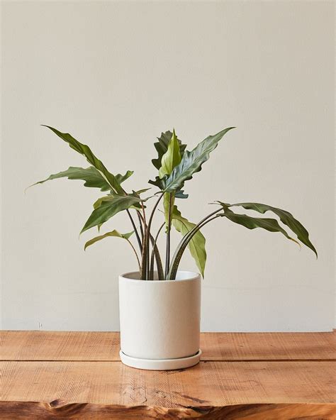 Alocasia Lauterbachiana | Glasswing