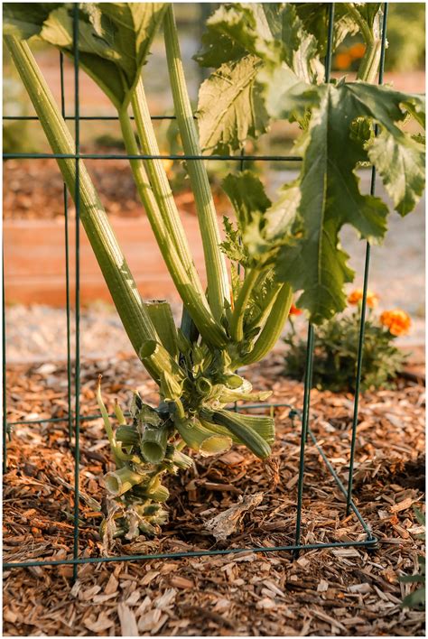 Zucchini Plant Trellis