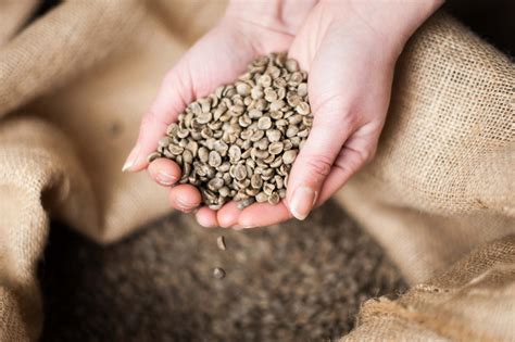 Arabica or Robusta Coffee Beans - The Differences - Two Chimps Coffee