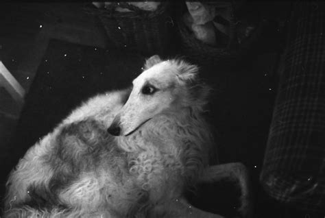 Borzoi Daily