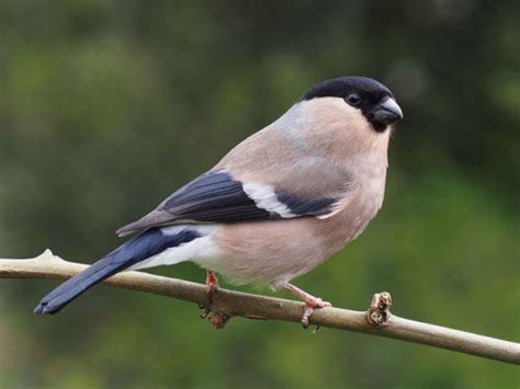 Male and female Eurasian bullfinch (Pyrrhula... - Rhamphotheca