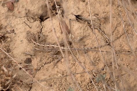Steppe Agama from Чустский район, Наманганская область, Узбекистан on ...