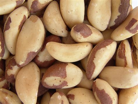 Can Dogs Eat Brazil Nuts