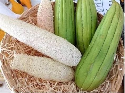 Luffa cylindrica / Luffa aegyptiaca / Cucurbita luffa / Momordica ...