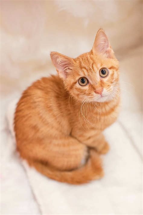 names for orange cats female 2