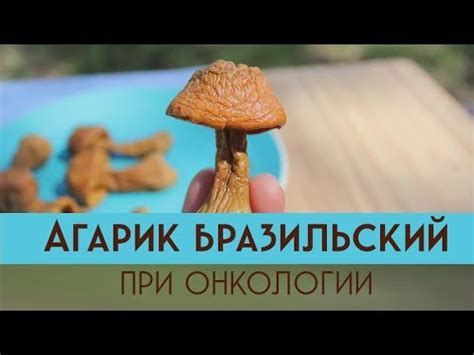 Агарик Бразильский | Гриб Агарик Бразильский |Лечебные свойства Агарик ...