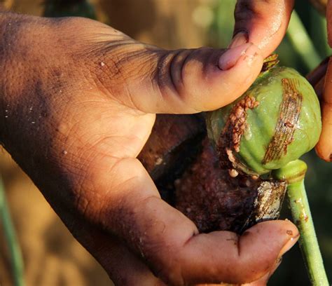 In Afghanistan, opium is as big a winner as Islamic extremism - UPI.com