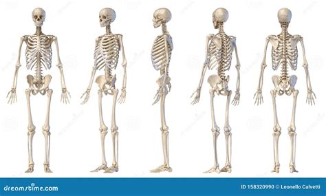 Human Male Skeleton Full Figure. Five Views Stock Illustration ...