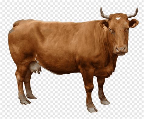 Корова картинка png