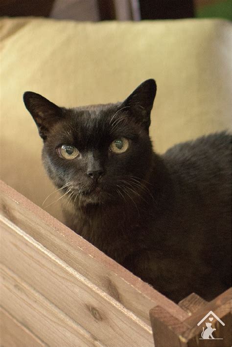 A Guide to the Burmese Cat | Burmese cat, Cats, Cat sleeping