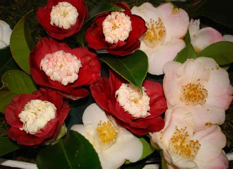 camellia hd wallpapers