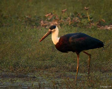 15 Bird Sacntuaries around Delhi, Bird Sanctuary near delhi - Treebo