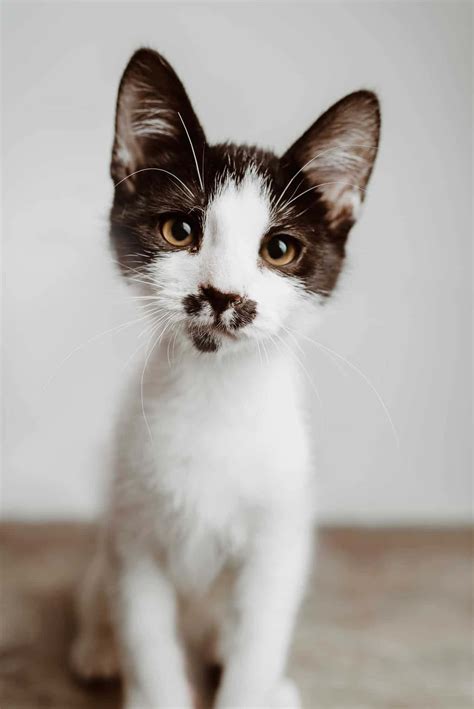 Download Cute Kitten Pictures | Wallpapers.com