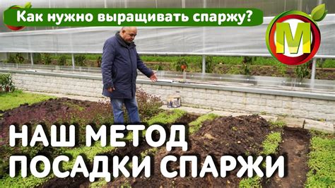 Как НУЖНО выращивать спаржу. НАШ МЕТОД ПОСАДКИ СПАРЖИ - YouTube
