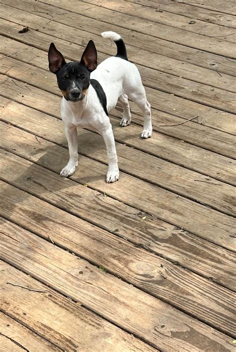 Rat Terrier Puppies For Sale In New York