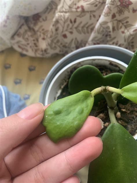 Hoya kerii has strange bumps? : r/plantclinic