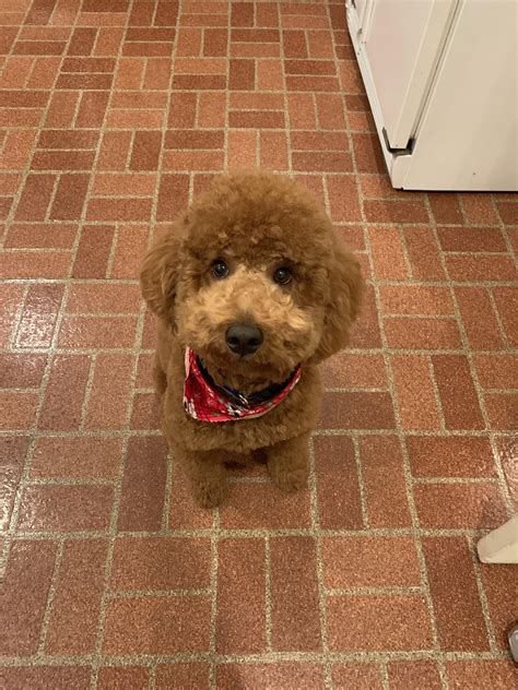 How Tall Is A Moyen Poodle