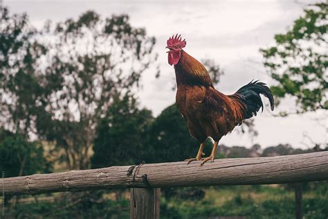"Rooster Crowing On A Fence" by Stocksy Contributor "Gillian Vann ...