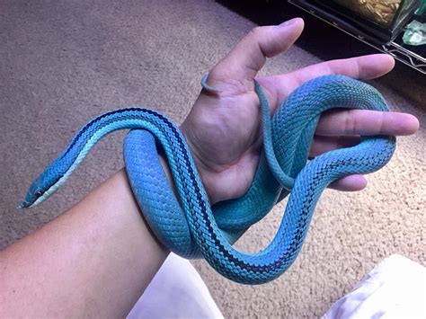 Cool Snakes For Pets