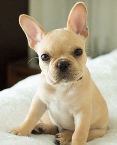 140 Shh - They Don't Know They Are..... D O G S ideas | cute dogs, cute ...