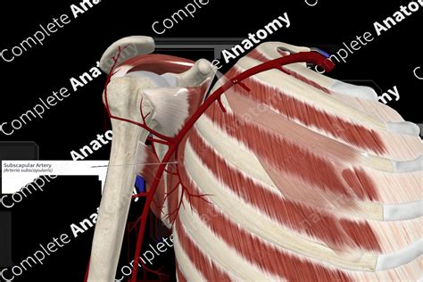 Subscapular Artery | Complete Anatomy