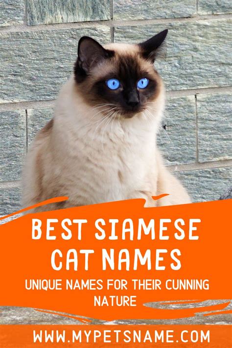 elegant siamese cat names     siamese cat beautiful