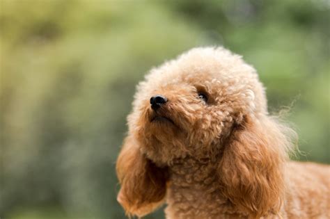 Guida al Barboncino: tutto quello che c'è da sapere - Argo.pet