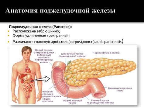 Лучевые методы исследования печени и желчевыводящих путей - презентация ...
