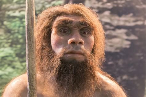 Características del Homo neanderthalensis, nuestro ancestro más directo