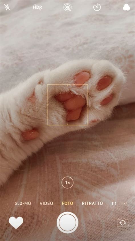 Лапка кошки милаха | Fotos con gatos, Wallpaper de gatos, Gatitos adorables