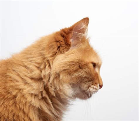 3,500+ Cat Face Profile Stock Photos, Pictures & Royalty-Free Images ...