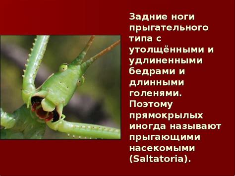 Прямокрылые - презентация, доклад, проект скачать